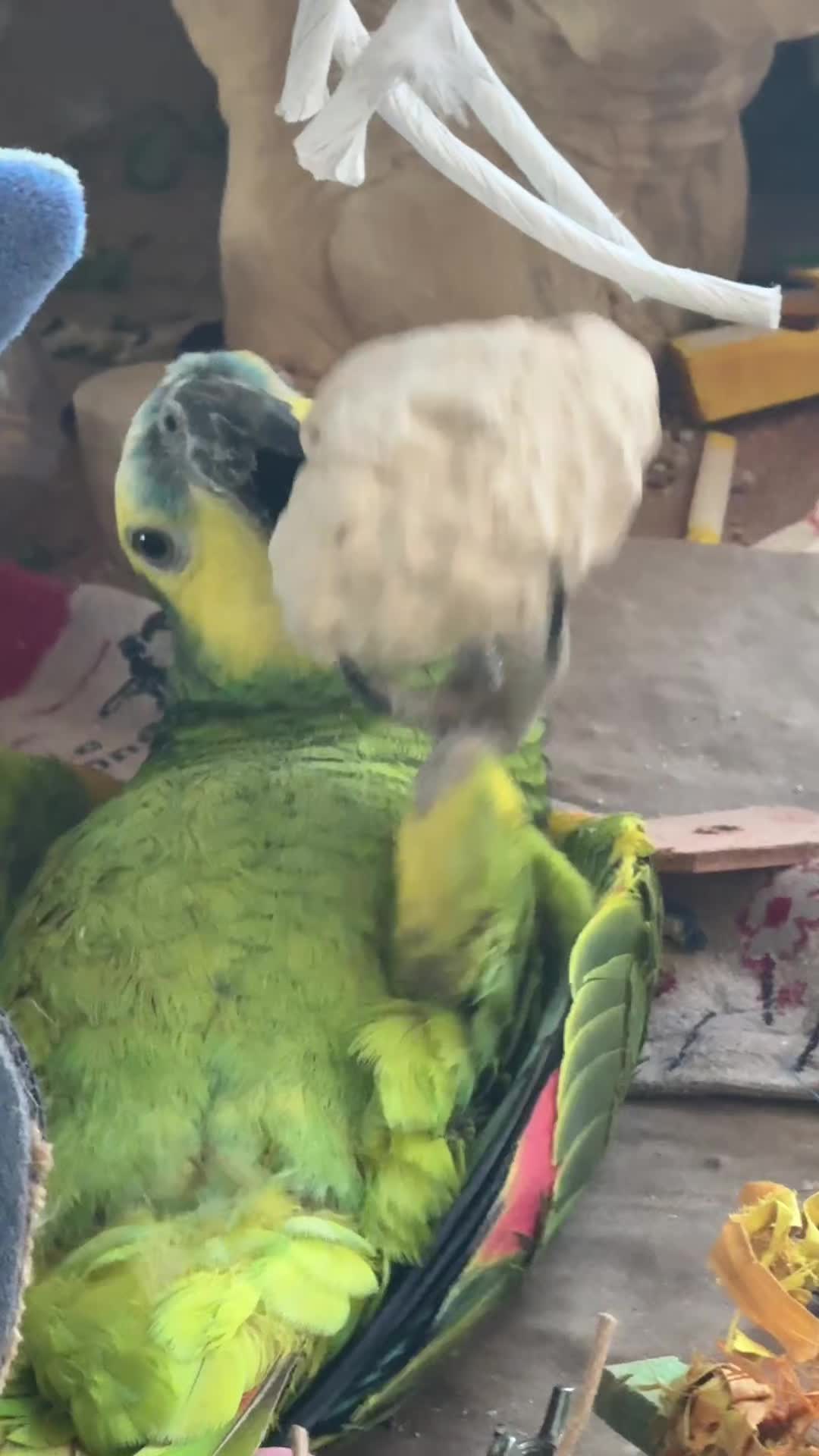 @imforthebirds
