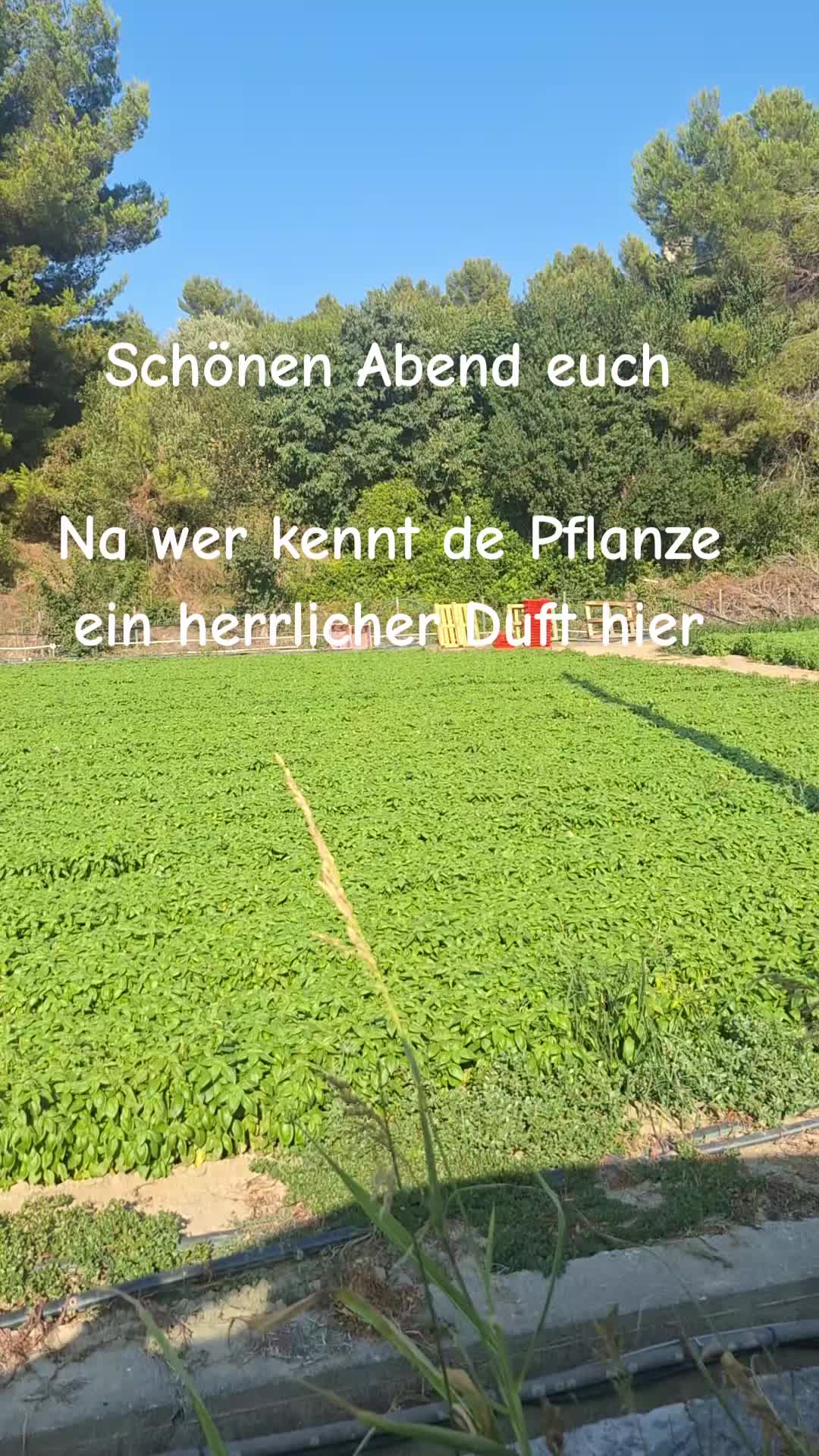 @Birgit Pradella