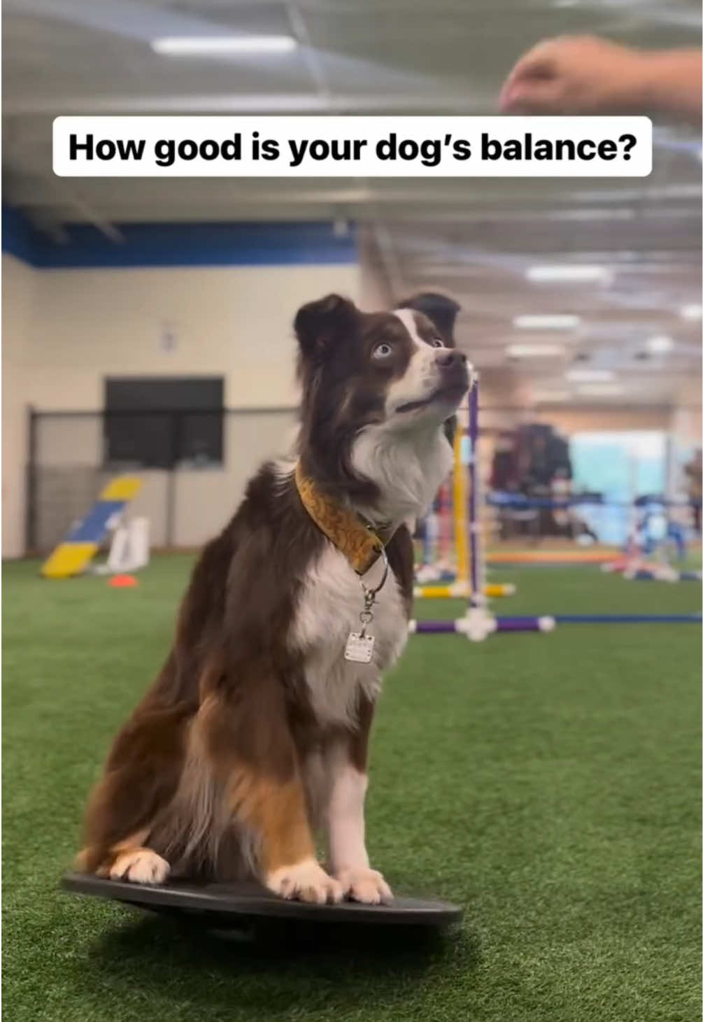 @captivatingk9s