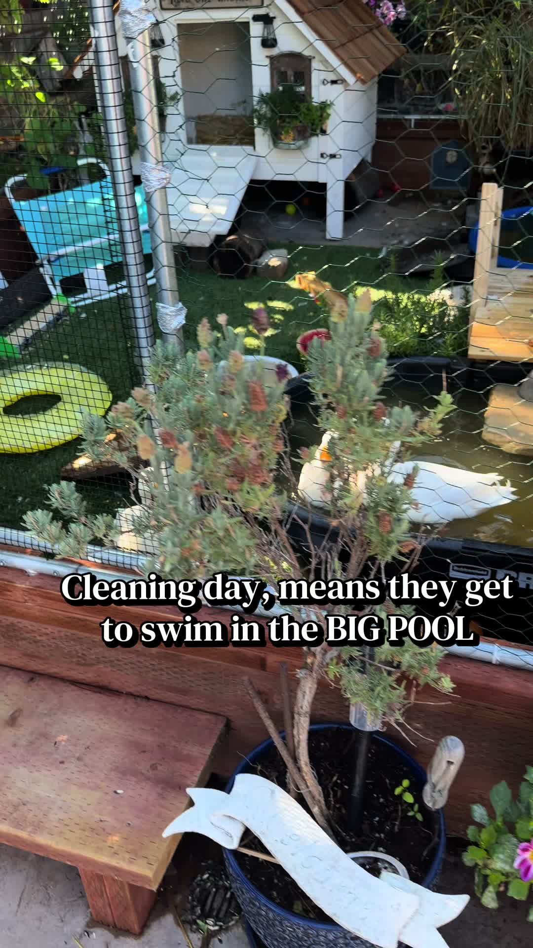 @Sherry&rsquo;s Backyard Sanctuary
