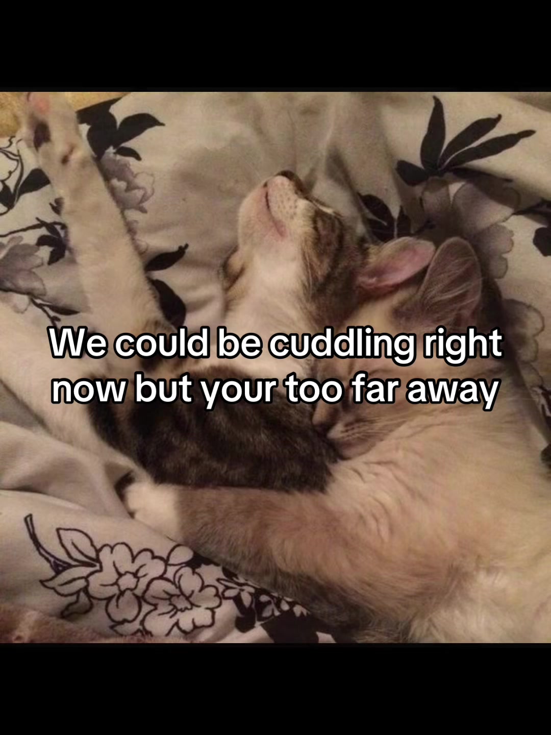 @LavanderCat