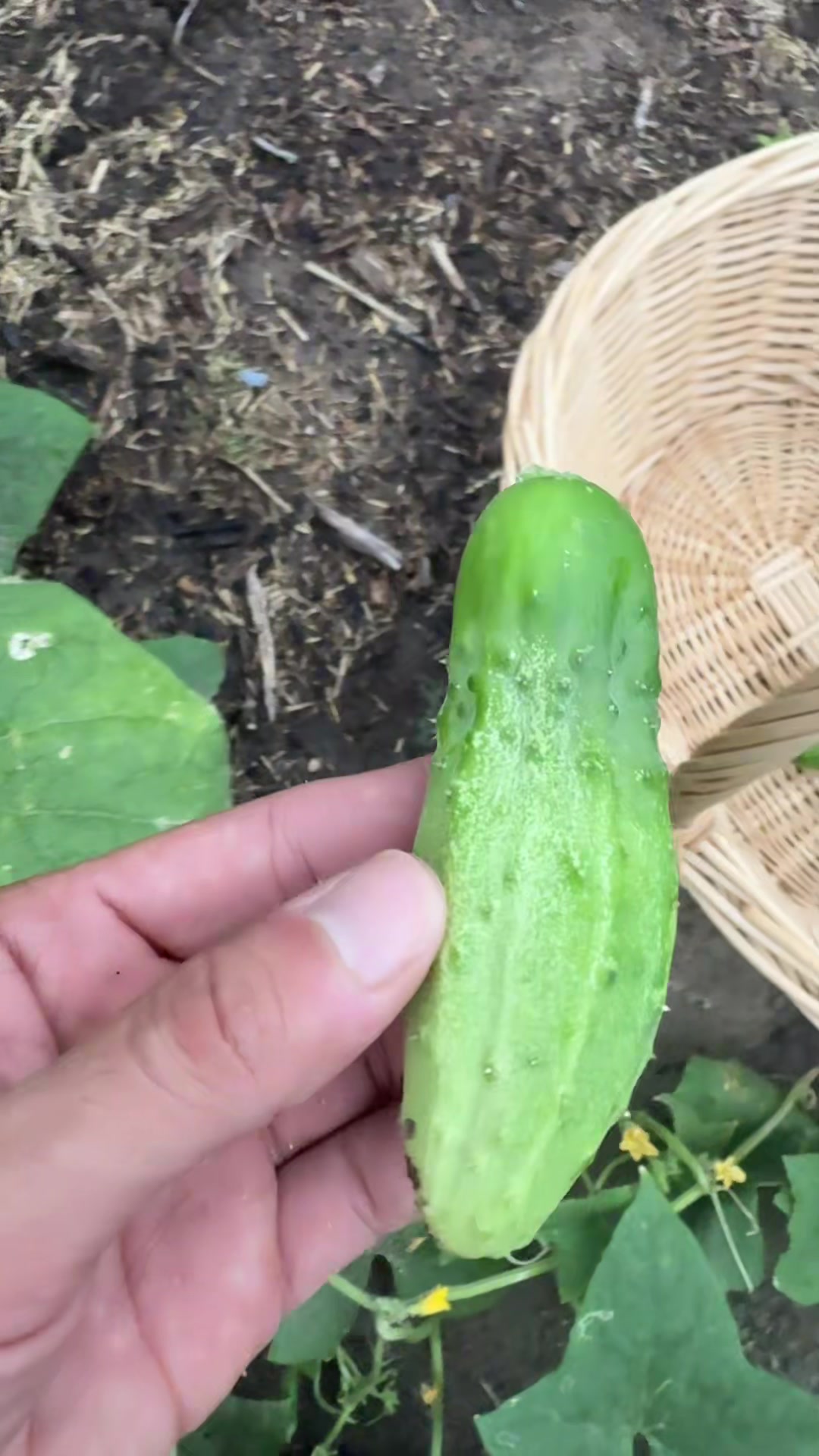 @themagicvalleygardener