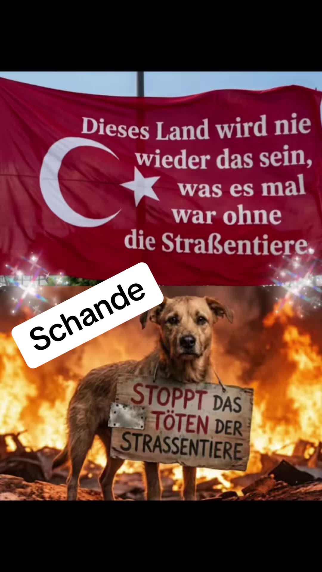 @Lua Team🐈🐕🦺Löwenherz❤️🦁