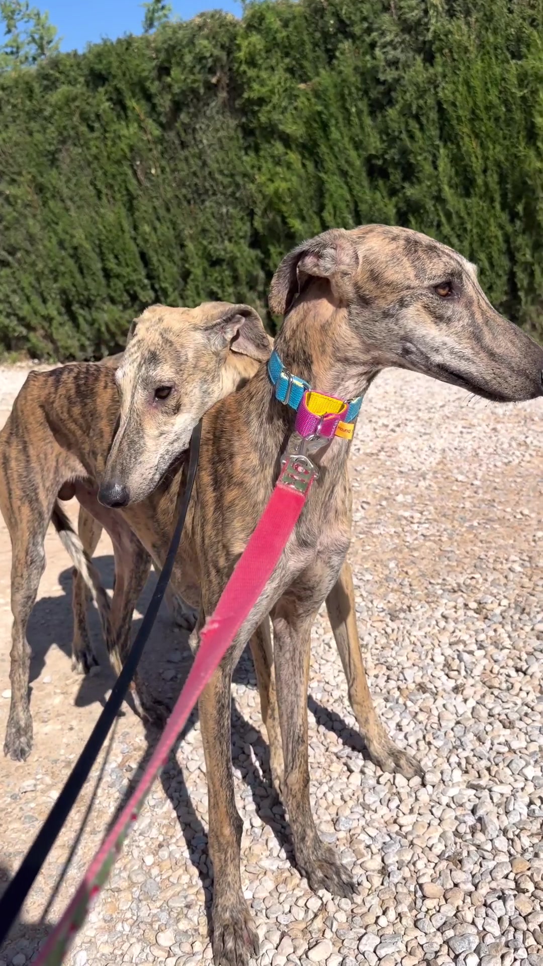 @Galgos del Sol