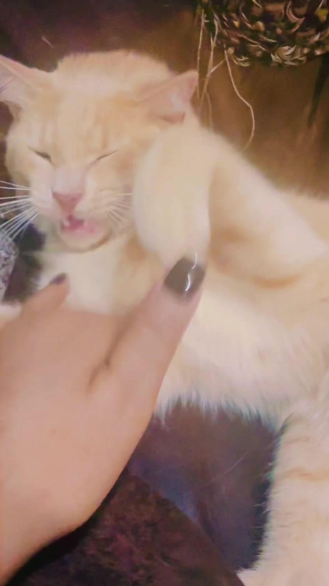 @pantherthecat_ 0711