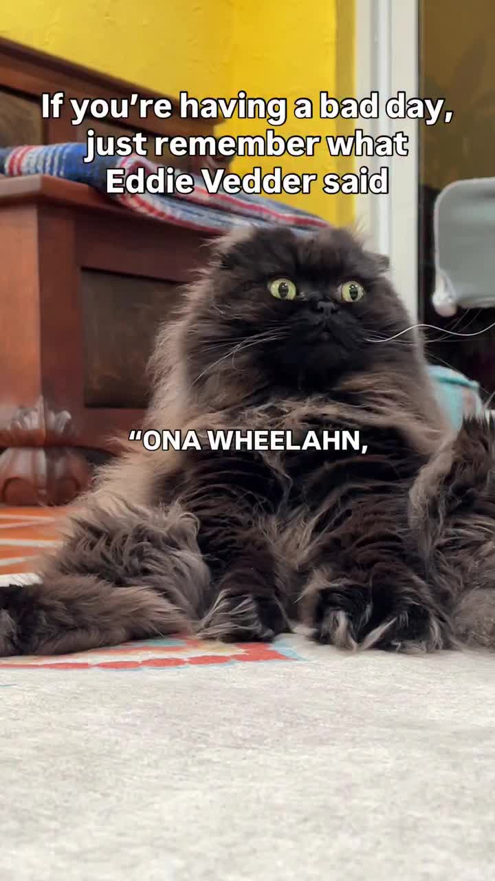 @Seamus the Scottish Fold