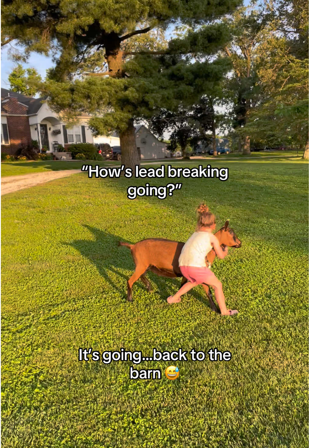 @Maple Leaf Livestock