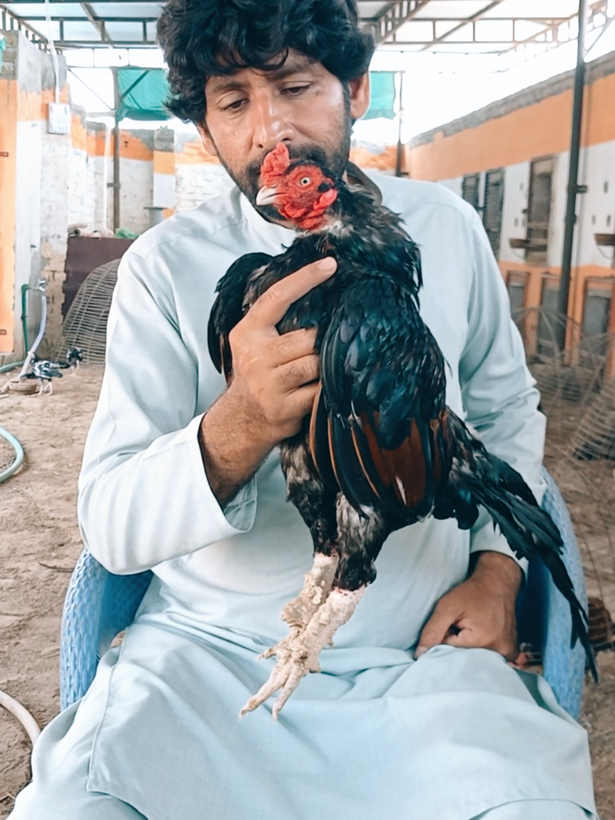 @Sajjad Aseel Farm
