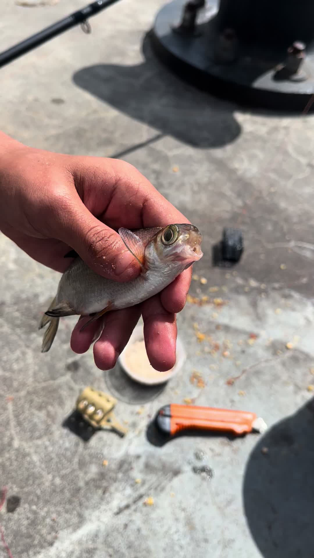 @Evro39🎣