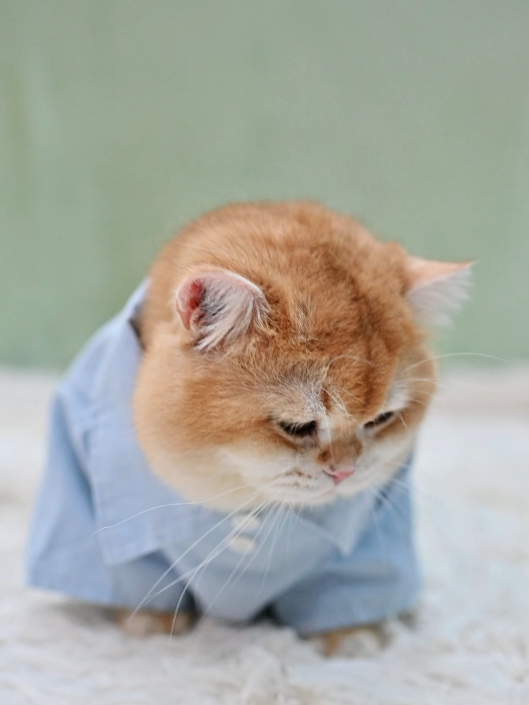 @dutchthebritishcat