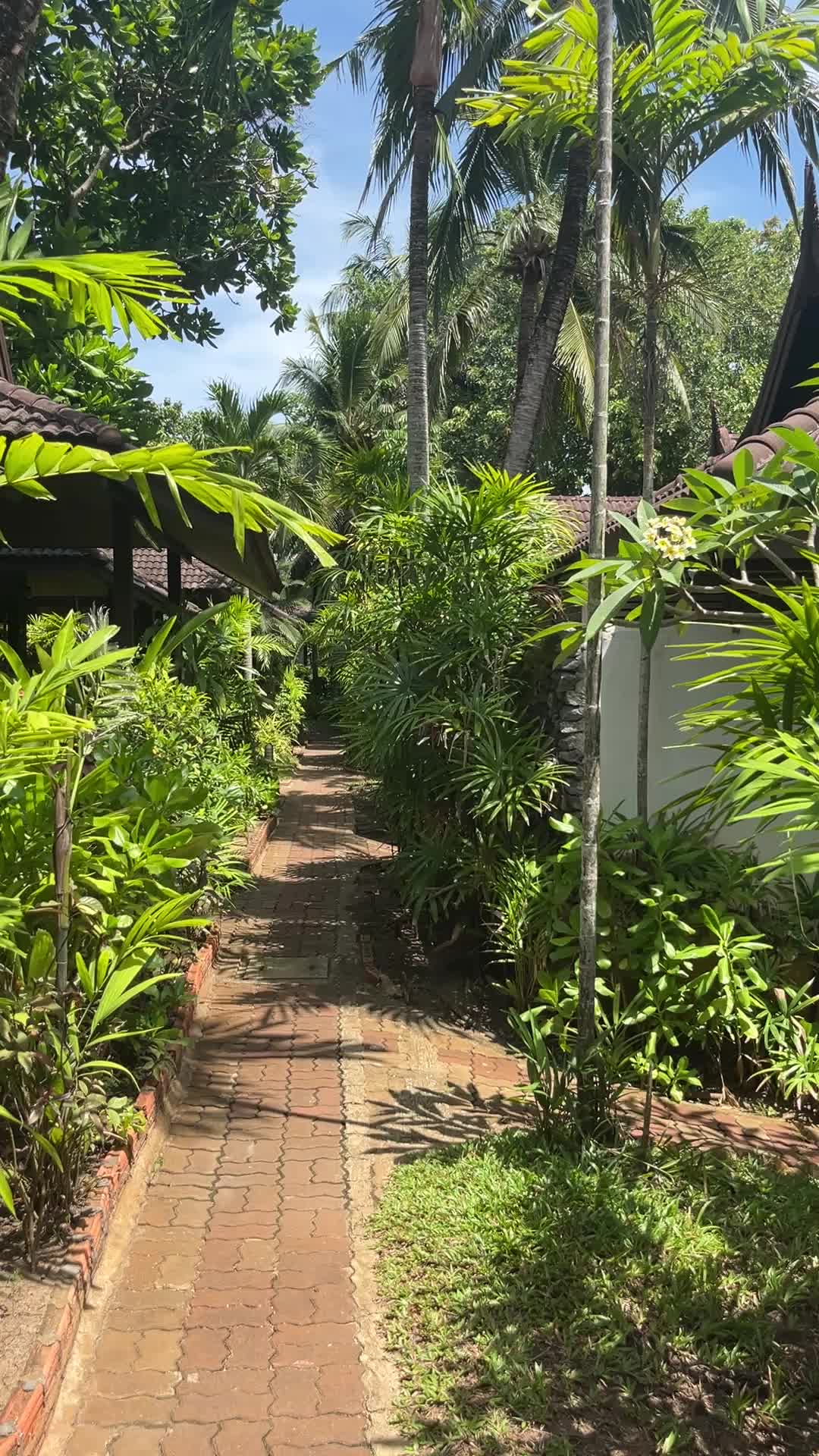 @🏝️ Magical Island Samui 🌴🍹