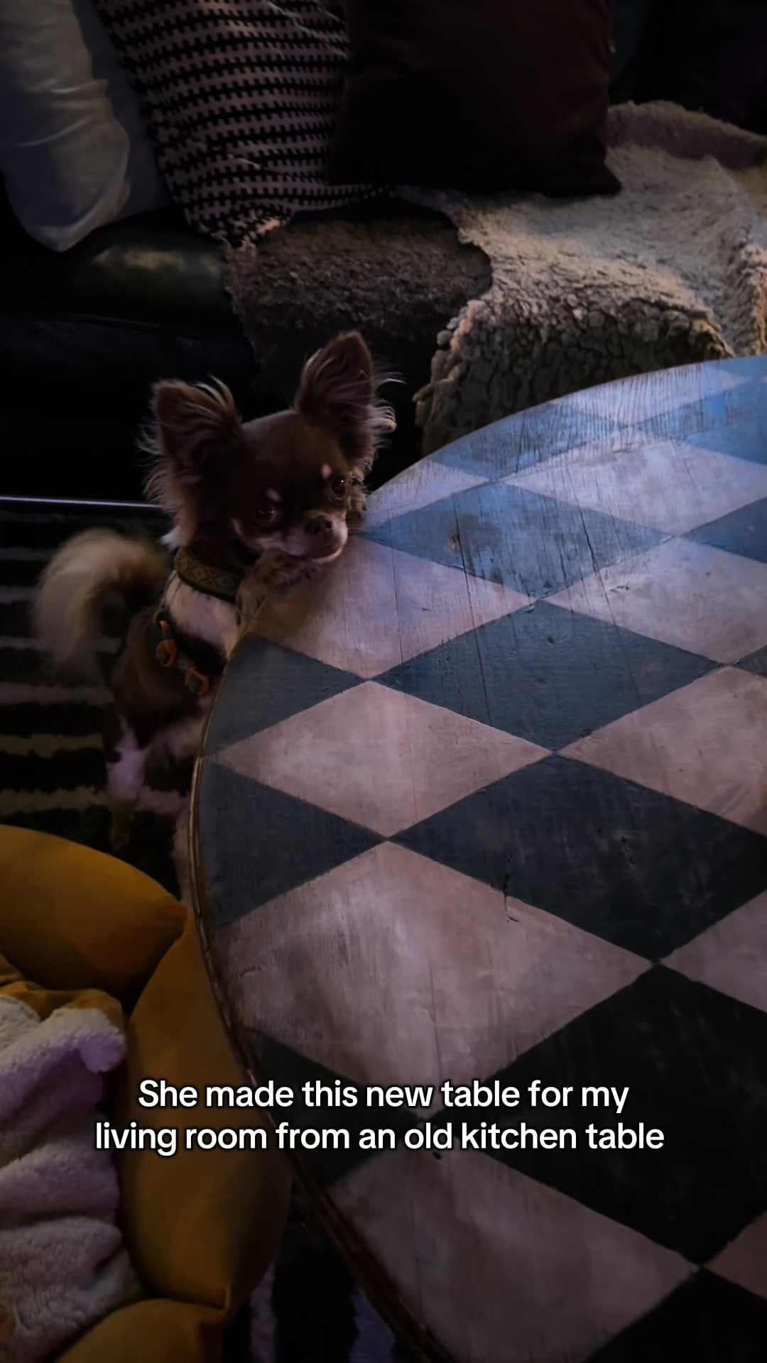 @MorrisMiniDog