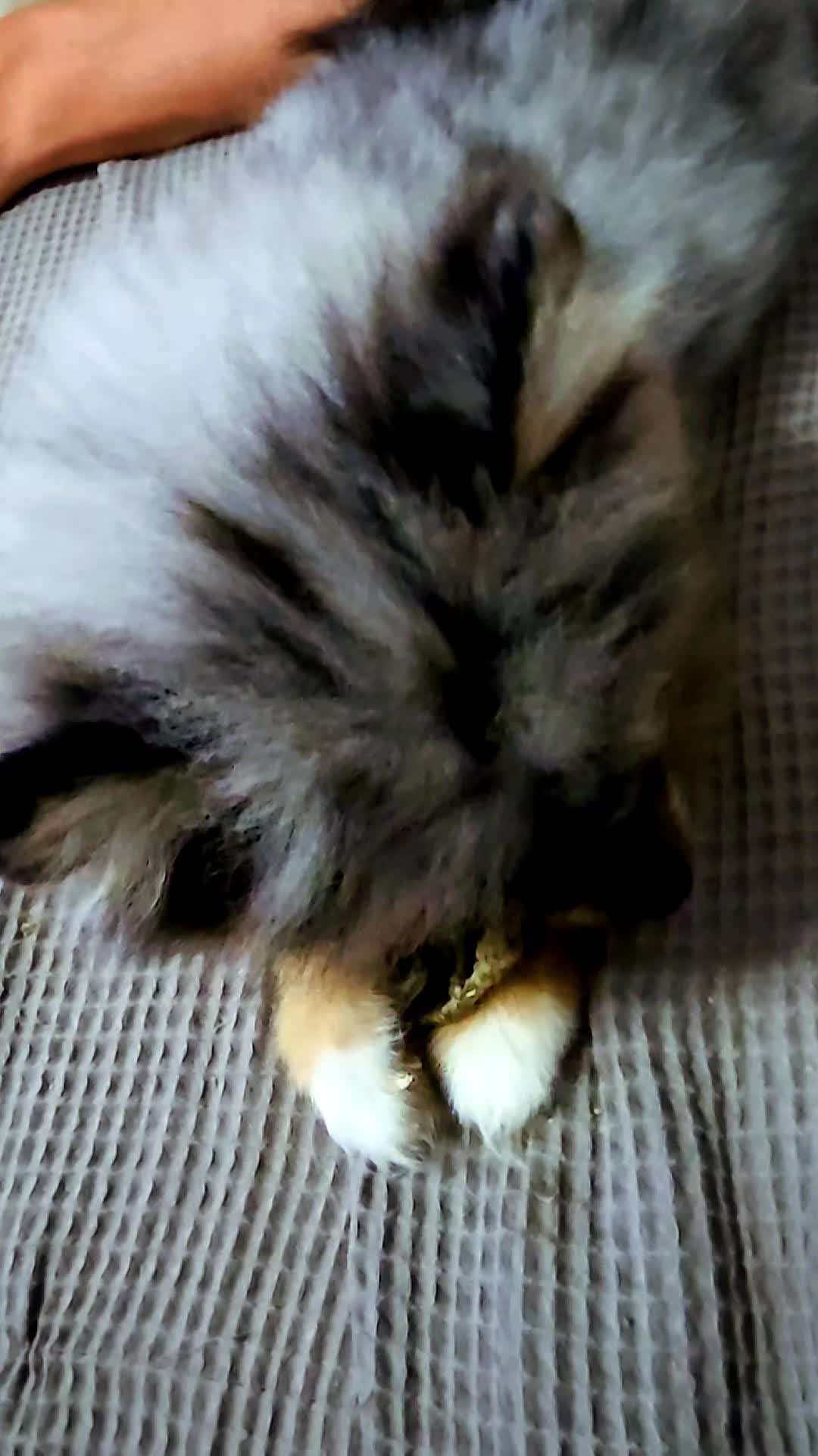 @baloo.the.pom