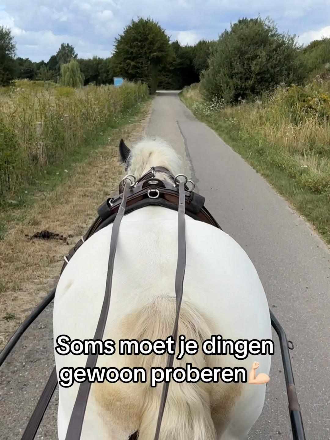 @Syrche Cordewener