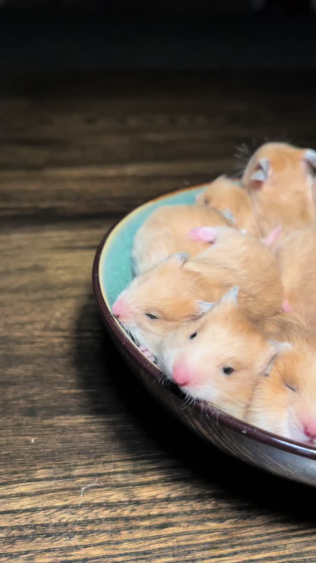 @Poppy Bee Hamstery