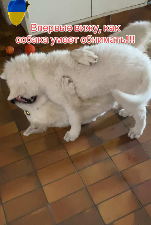 @white_ange_dog