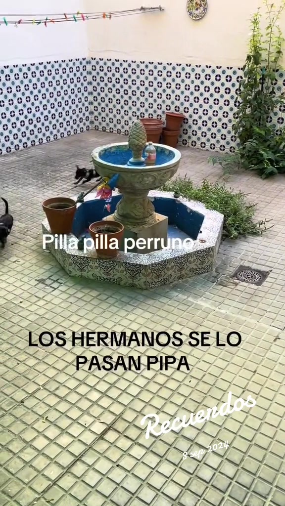 @PanDOGuitos 🐶