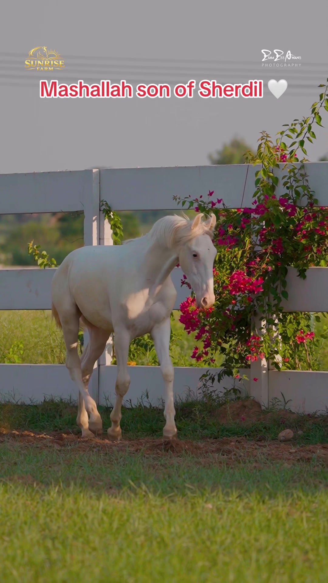 @SUNRISE STUD FARMS RAWALPINDI