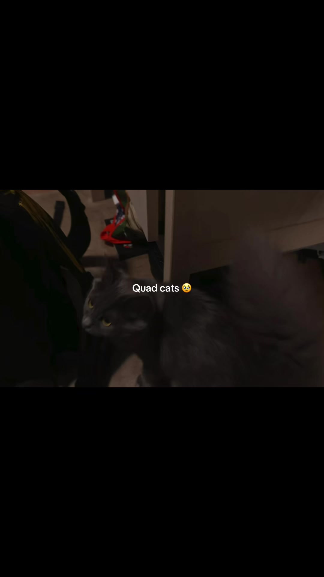 @Ilias_cat_tree