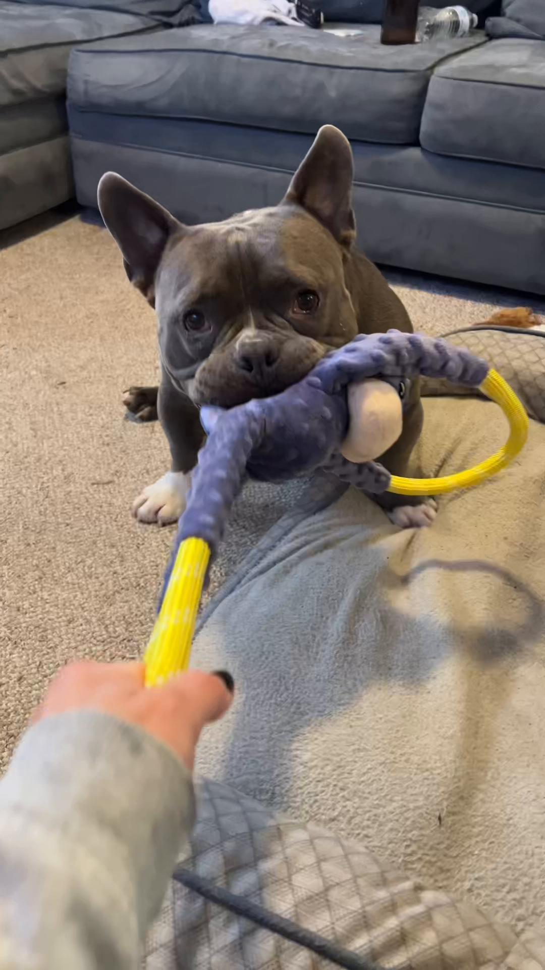 @Gunner | Pocket Bully