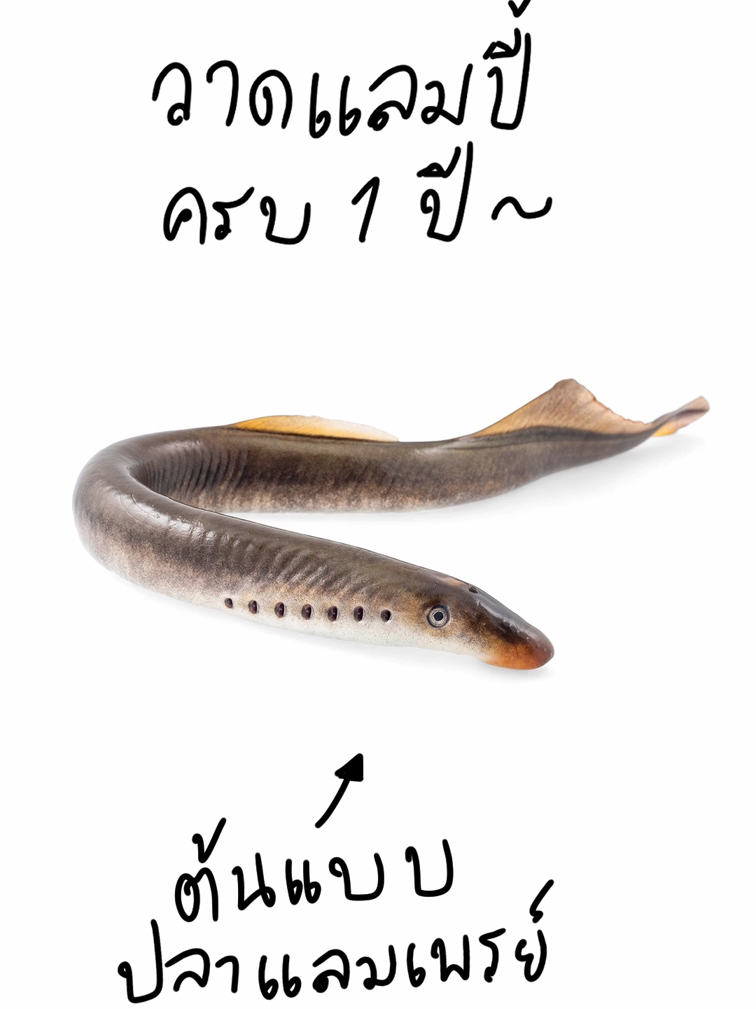 @Tawam