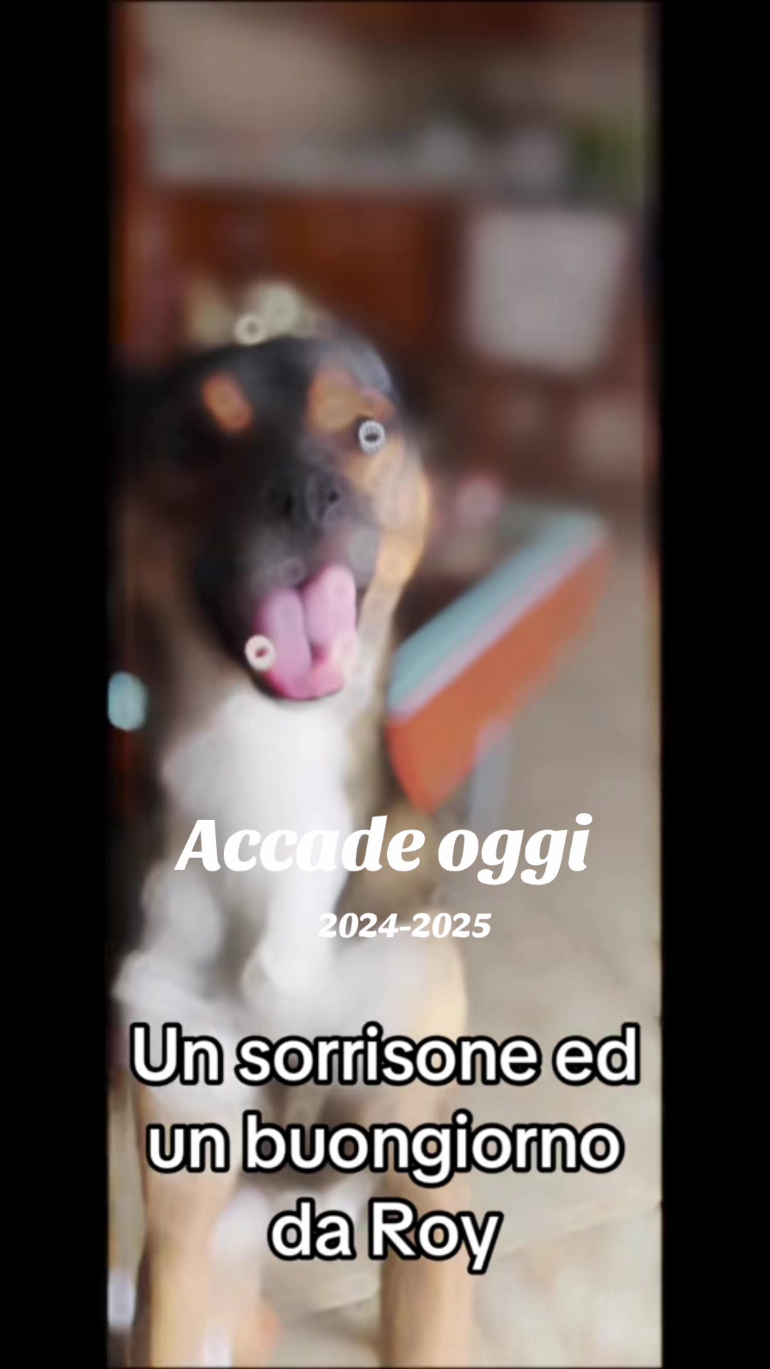 @il mondo_di_Roy