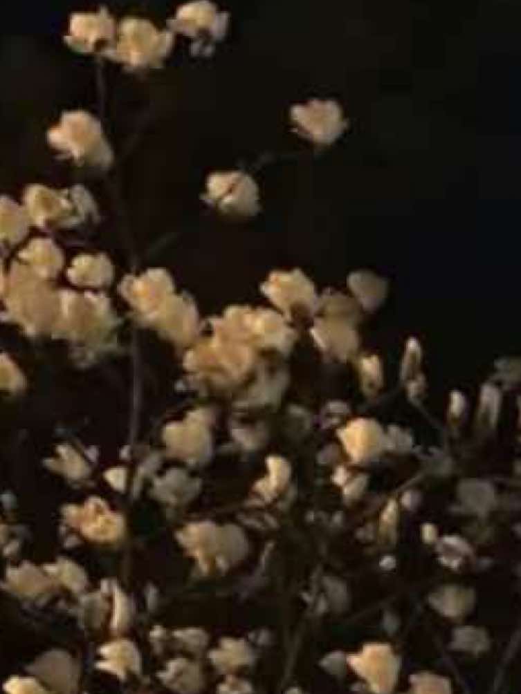 @𝐸𝓁𝒾𝓈𝑒 𝐿𝒾𝓁𝒿𝒶