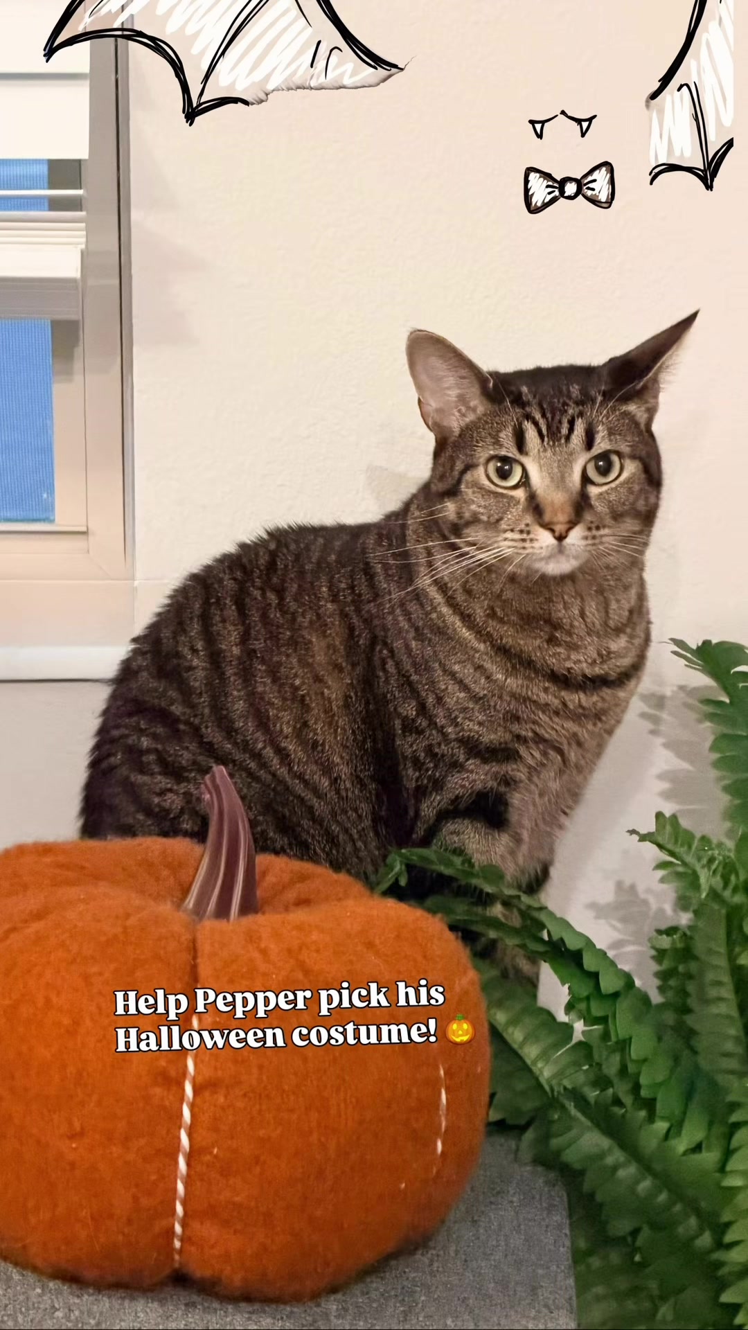 @Pepper the Rescue Cat 🐈⬛