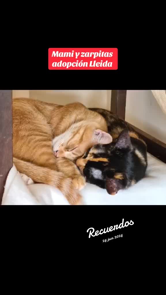 @Angie & Pintxin 😻