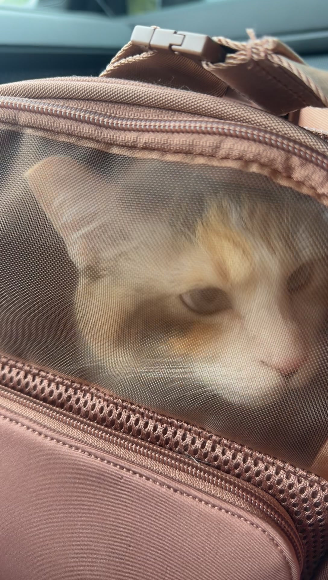 @Panko Cat