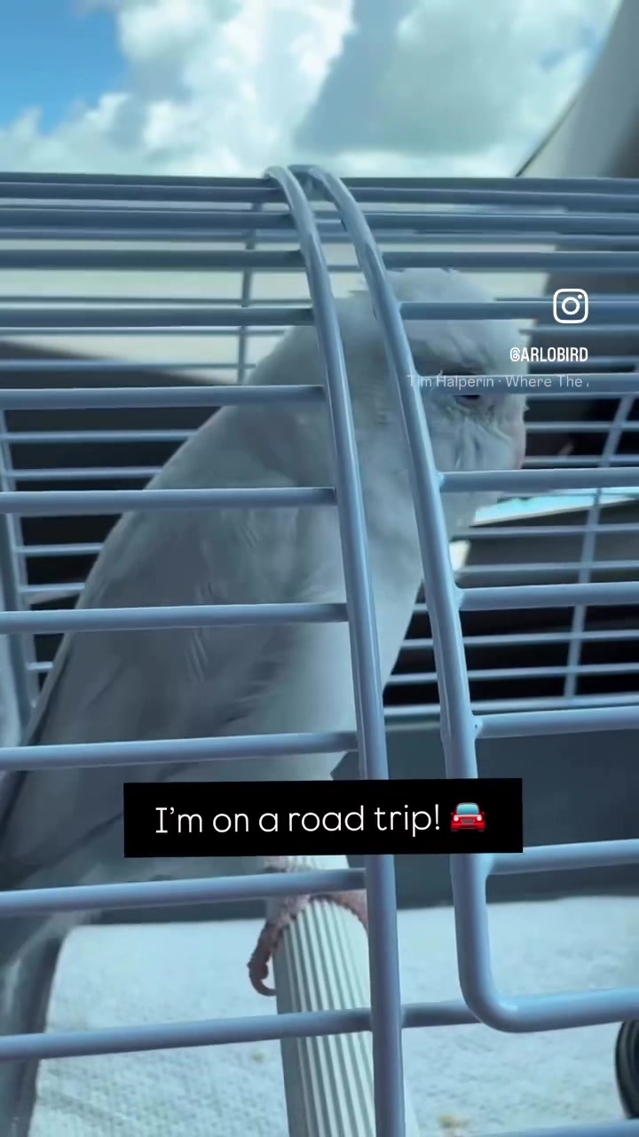 @arlobird