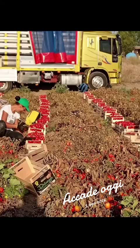 @Nicola Manetti