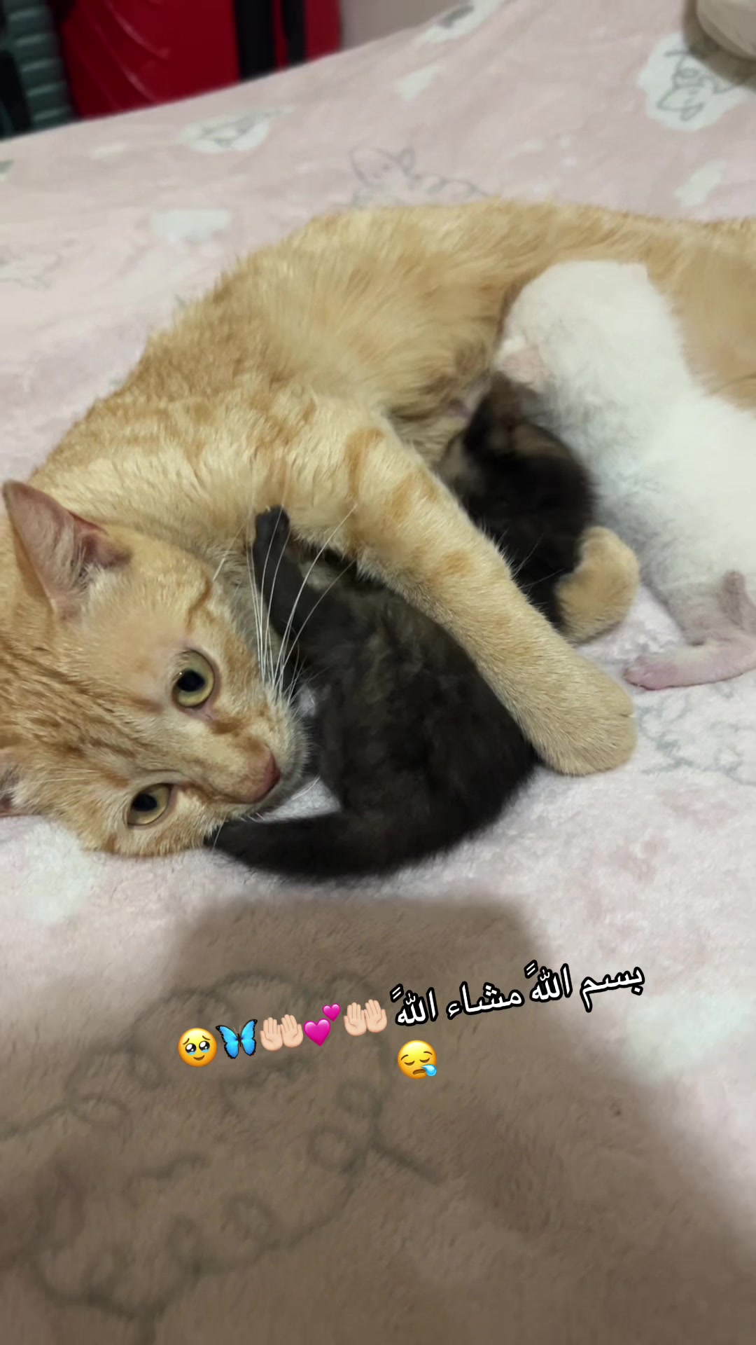 @🌸👑🐆fadwa hammouda🐆👑🇮🇹