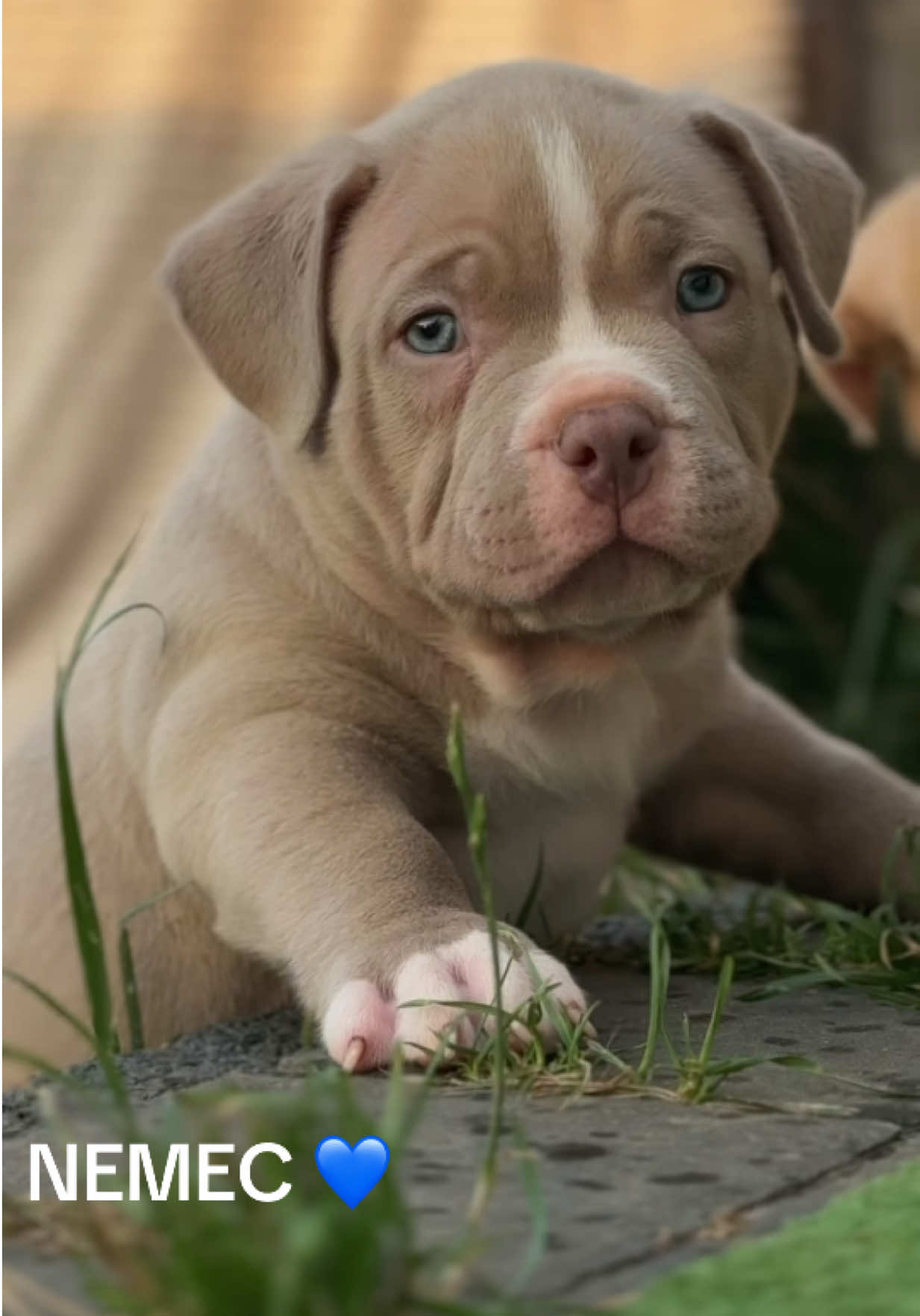 @TWO_BULLY