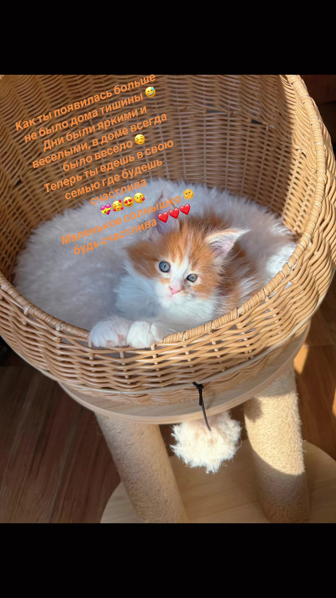 @Golden Maine Coon
