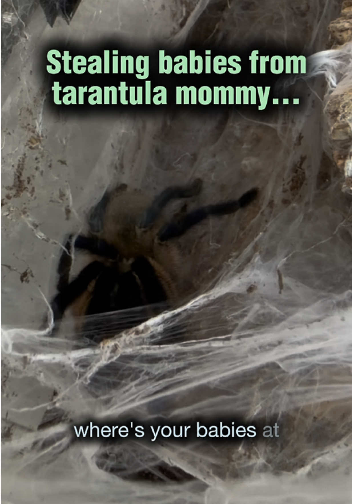 @Spider Conservatory