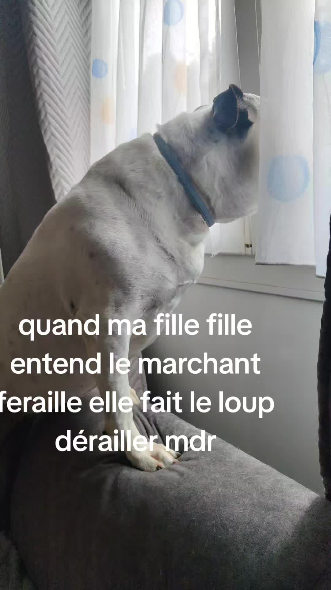@louve noir