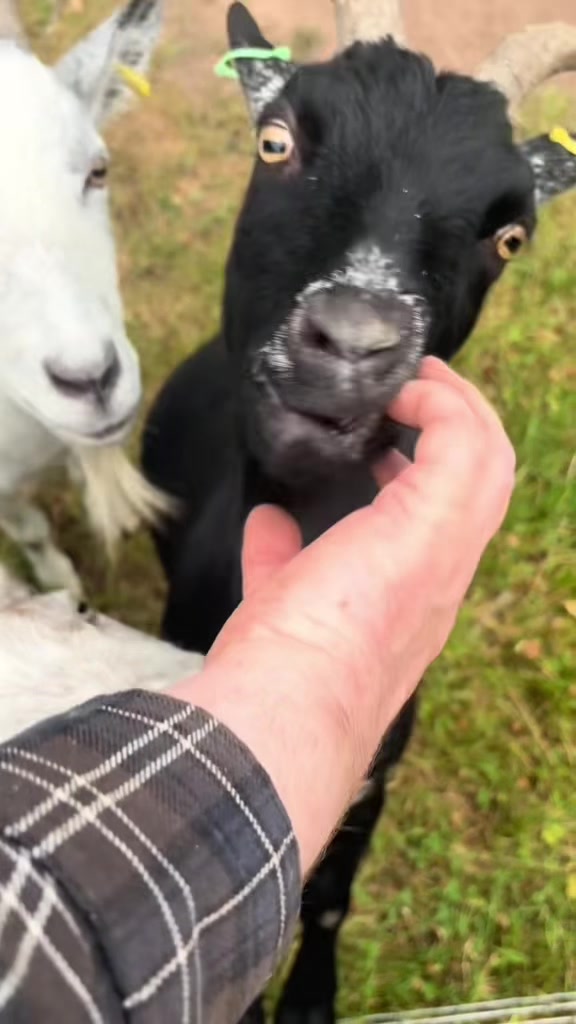 @Sunny B Goats🌞B🐐