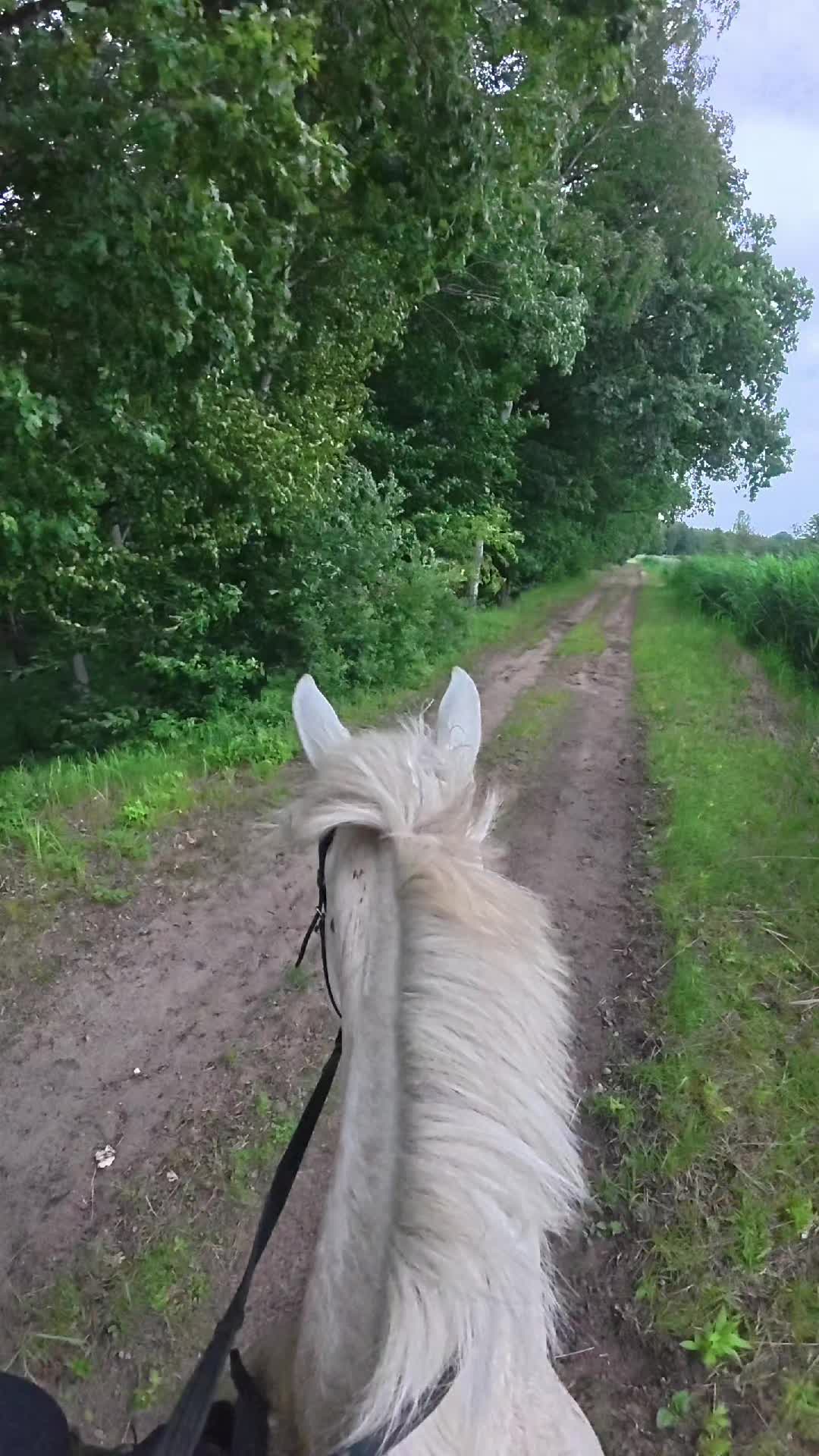 @Stajnia Pod Kasztanem 🇵🇱