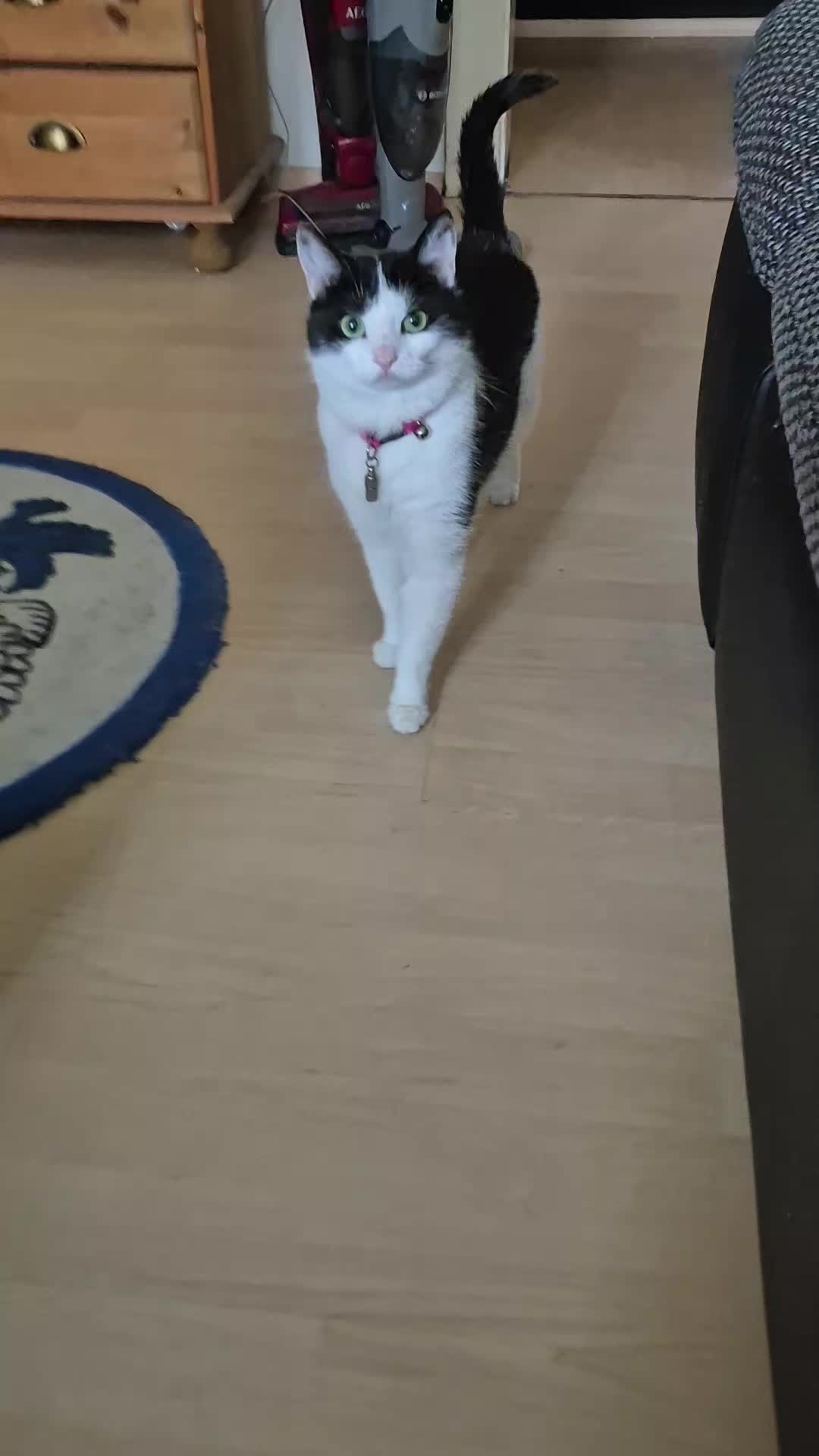 @Fluffy Cat