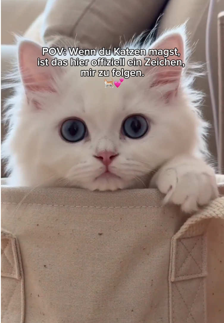 @Alice🎀