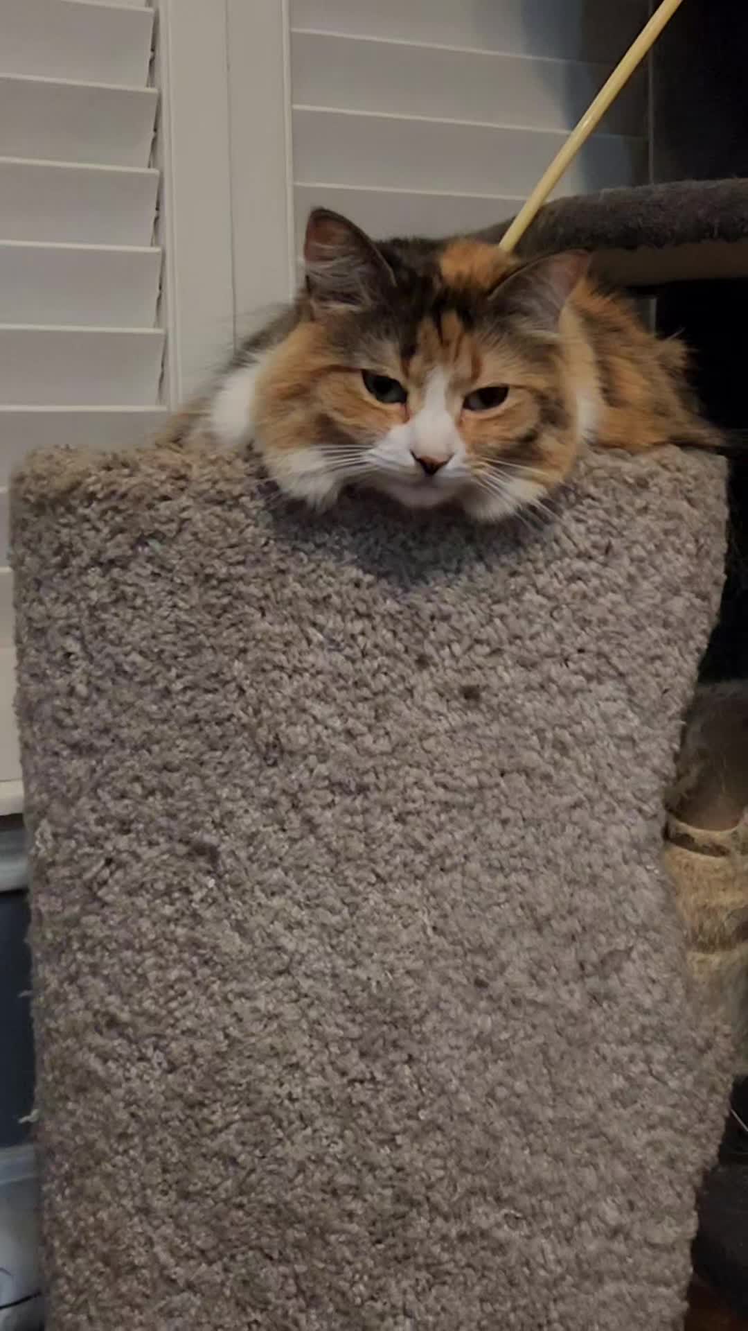 @crazycatcrew