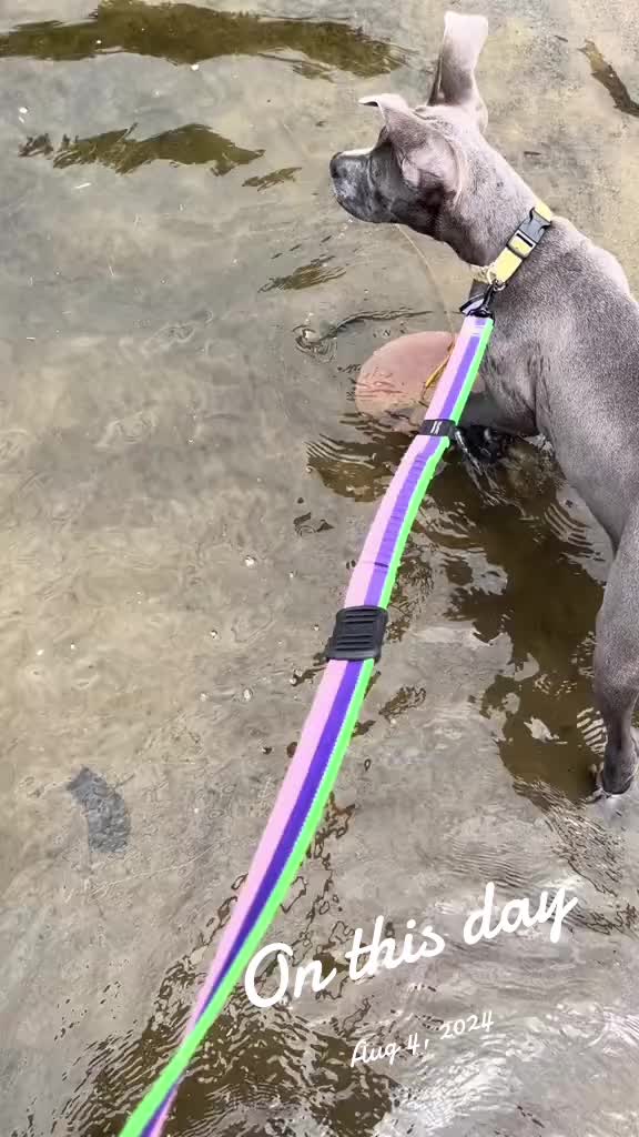 @Ivy the pitty