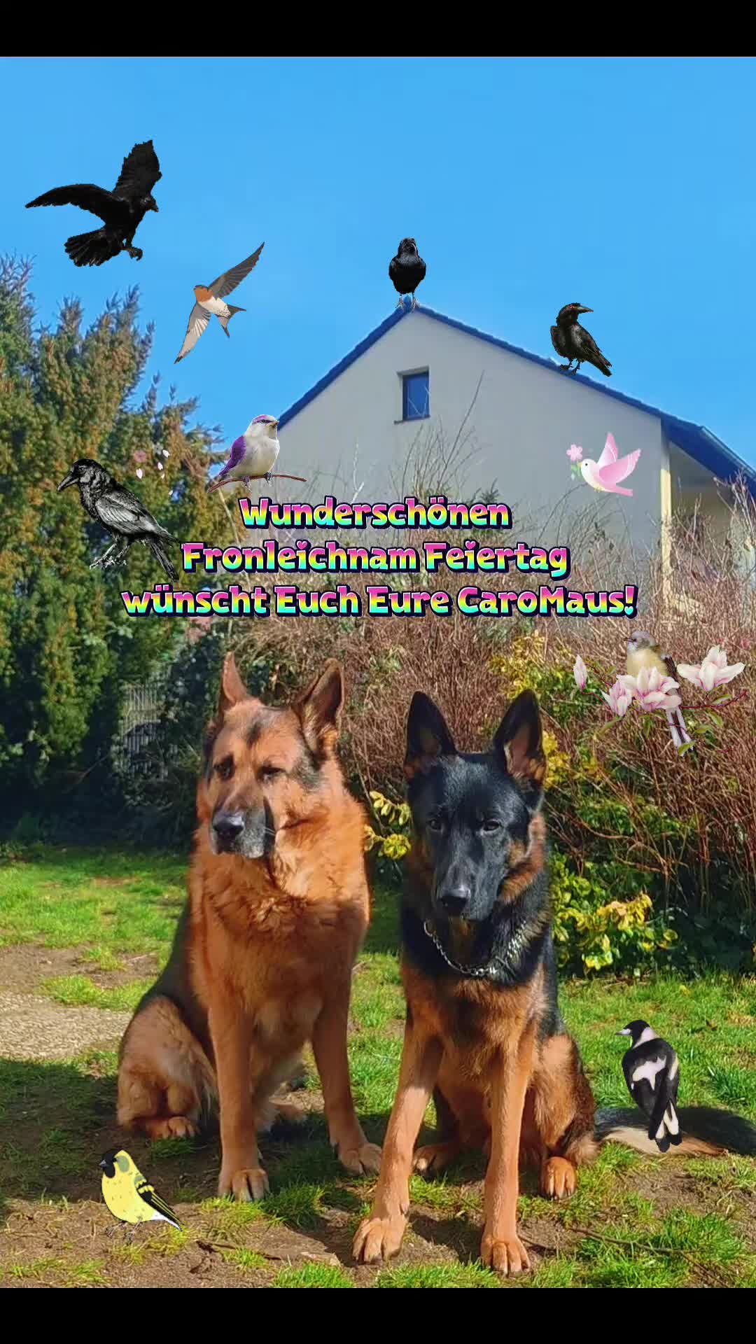 @Sch&auml;ferhundliebe  💗