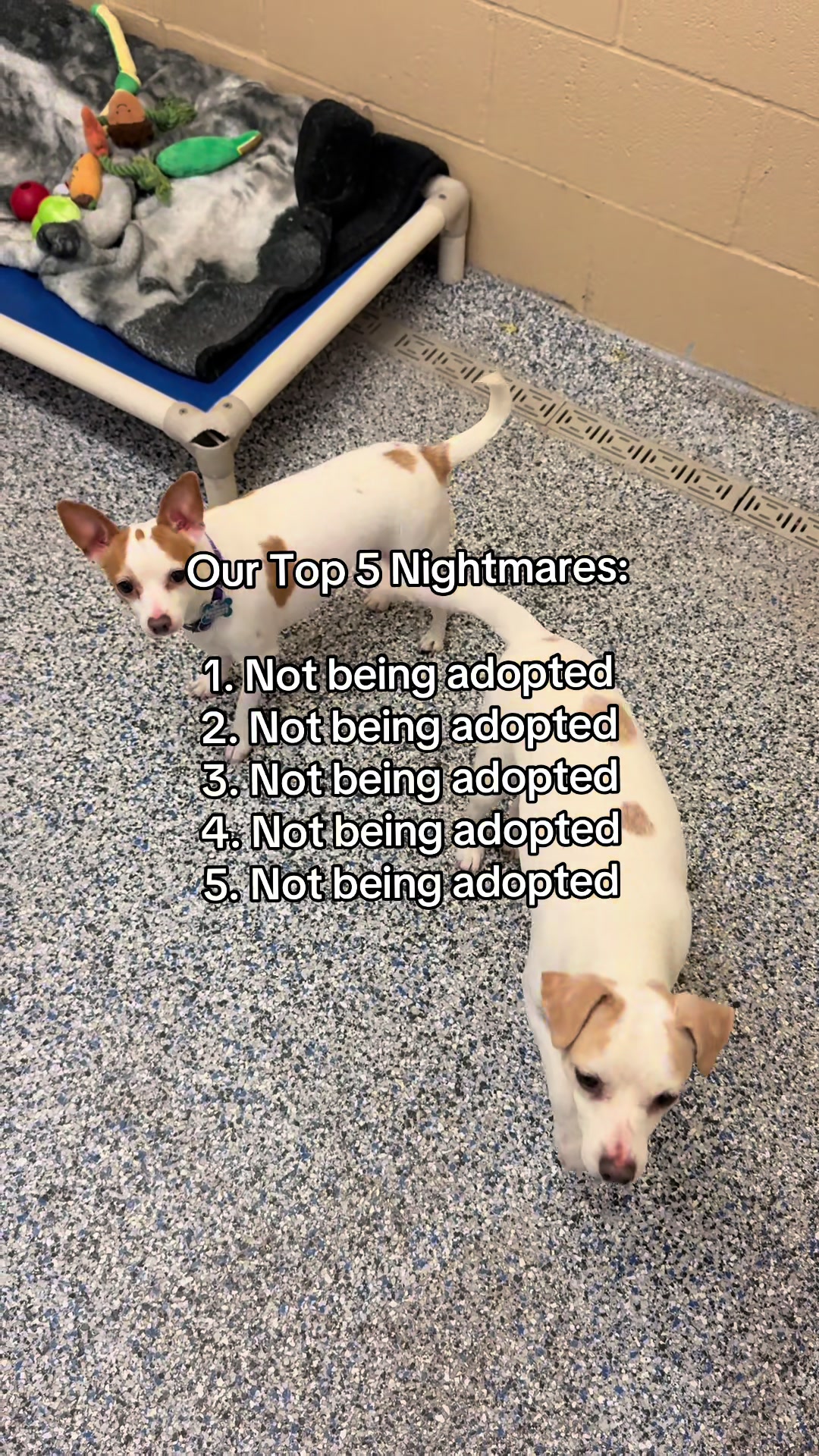 @Animal Friends Alliance