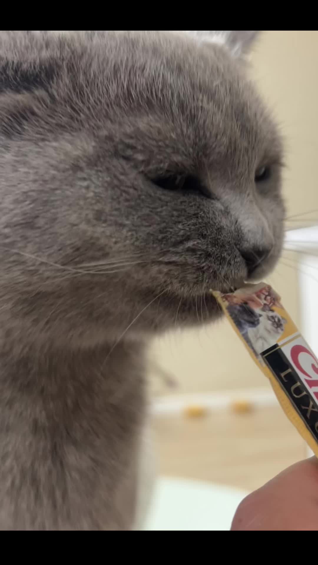 @matchaathecat