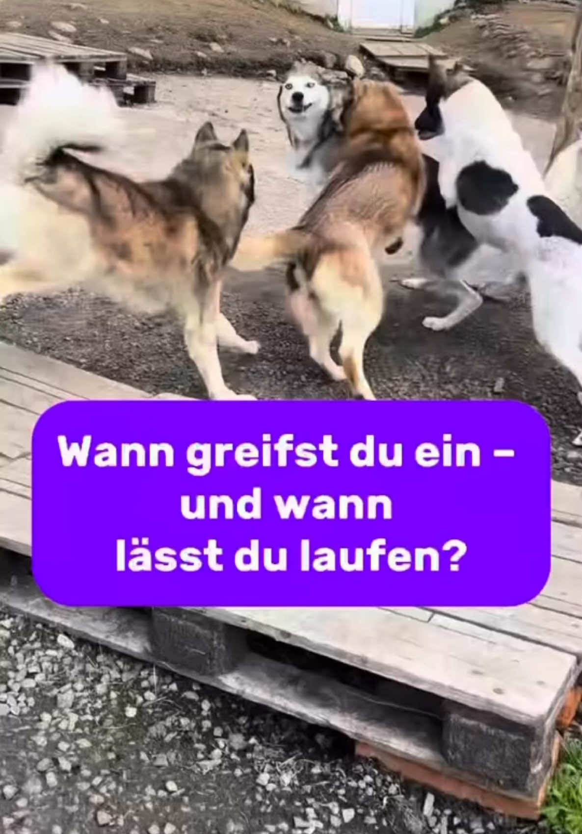 @Mehrere Hunde, ein Team!