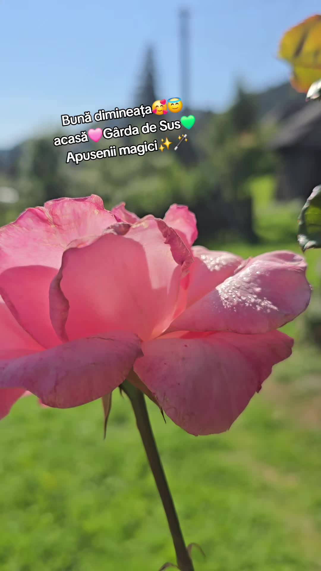 @Cristina Ioana Pașca