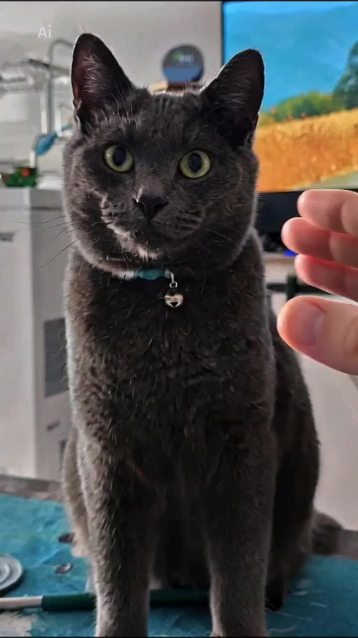 @HappySlappyTimes 🐢 😺