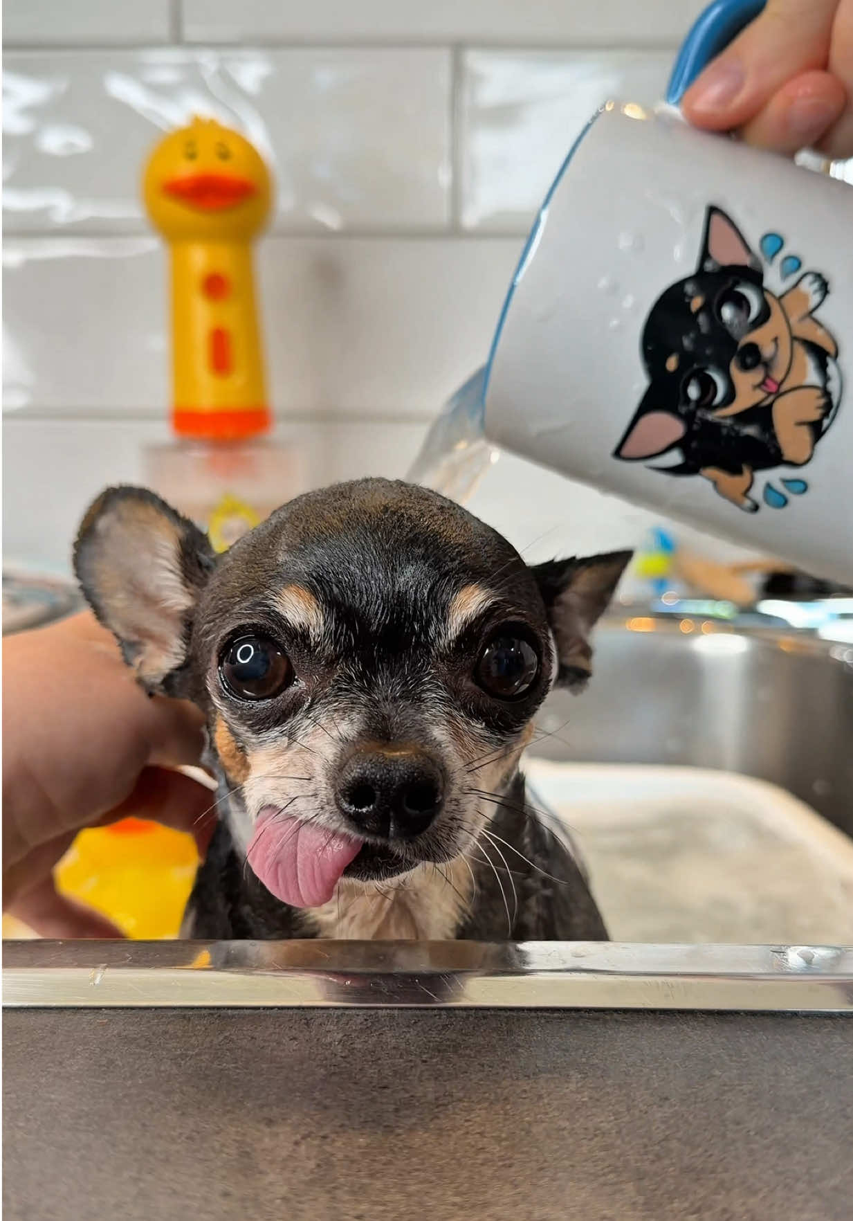 @Tiny Chihuahua Cedric & Maya
